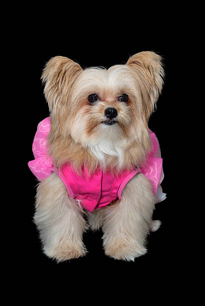 istock Cute Dog in Vivid Dress 517234633