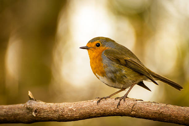istock Cute Small Robin Red-Breast Bird Pirched On Branch. 517234928