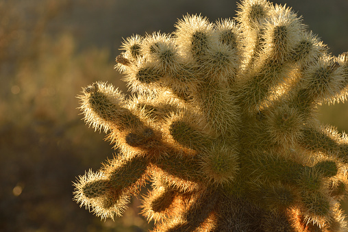 Teddybear Cholla at sunrise, Sonora Desert, Tuscon, Arizona, USA