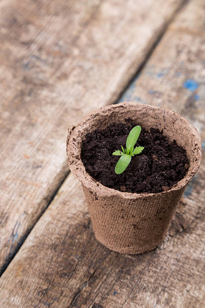 istock small green seedings in round pots 517235452