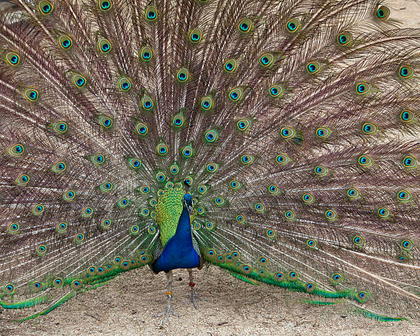 istock Peacock showing off its plumage 517235523