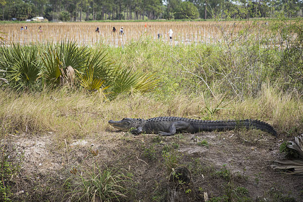 alligator sie die sunnear einem feld in der nähe von immokalee, florida. - big cypress stock-fotos und bilder
