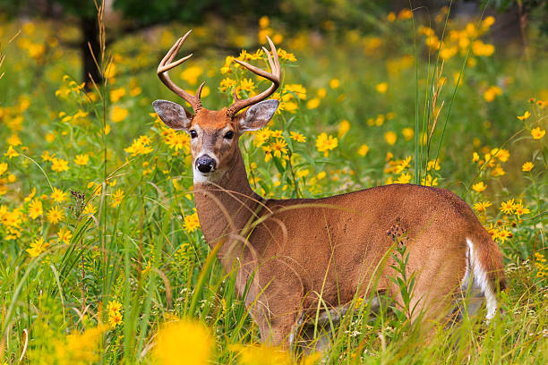 Closeup of White-tailed buck hiding in tall grass