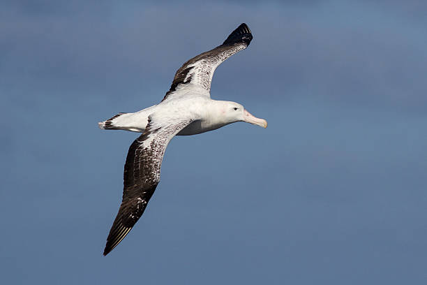 wandering albatross in the sky of the South Atlantic wandering albatross in the sky of the South Atlantic wandering albatross photos stock pictures, royalty-free photos & images