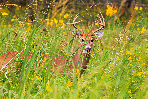 istock Closeup of White-tailed buck hiding in tall grass 517236107