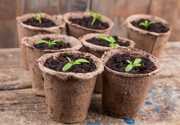 istock small green seedings in round pots 517236136