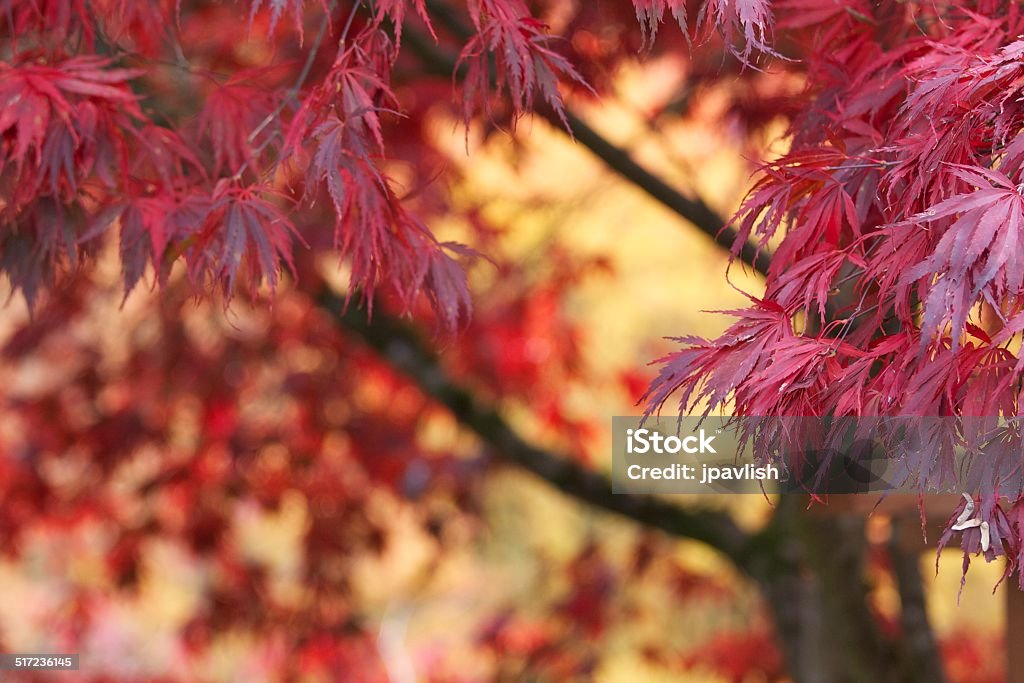 Abstract Background Red Japanese Maple Tree in Fall Autumn Close detail of a red Japanese maple tree Japanese Garden Stock Photo