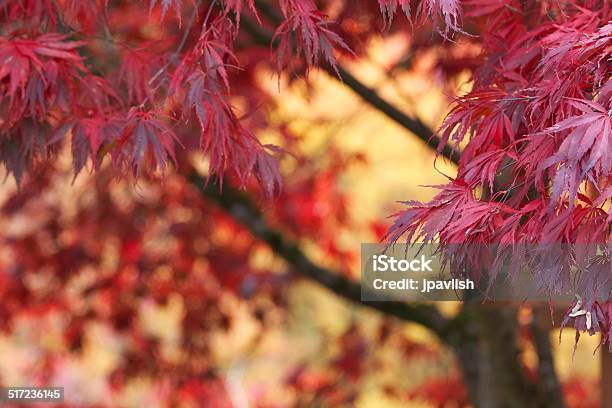 Abstract Background Red Japanese Maple Tree In Fall Autumn Stock Photo - Download Image Now