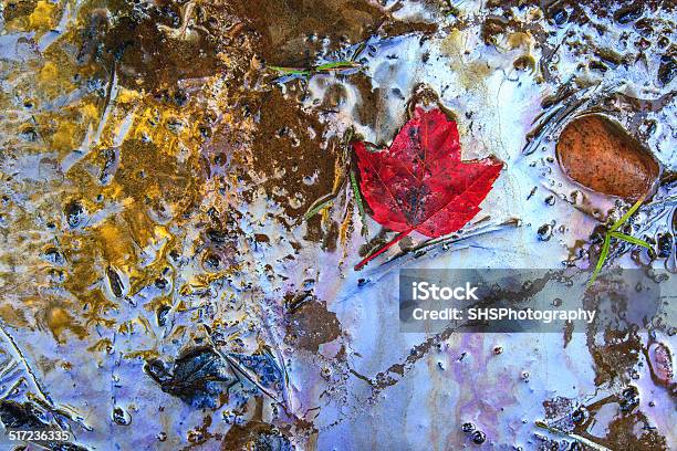 Red Maple Leaf On Gasoline Contaminated Beach Stock Photo - Download Image Now - Accidents and Disasters, Alberta, Beach
