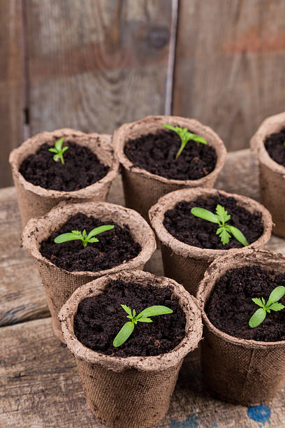 istock small green seedings in round pots 517236396