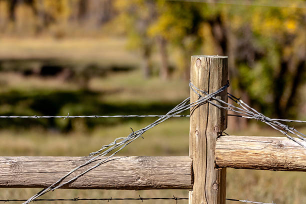 istock Fall in Steamboat Springs Colorado 517237215