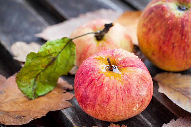 istock Wet fresh red apples in the garden 517237411