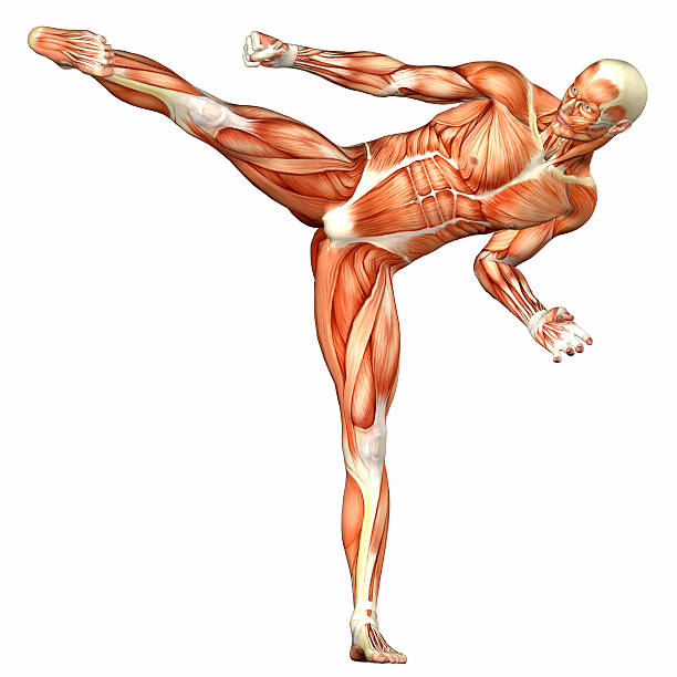Illustration of the anatomy of an exercising male body stock photo