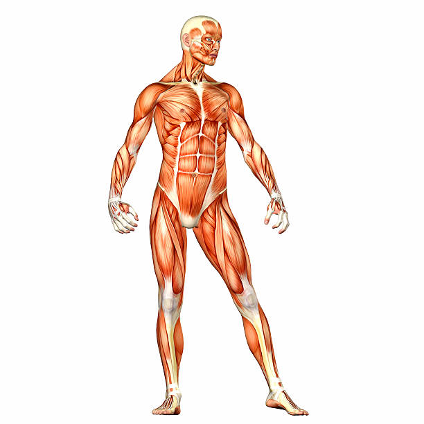 Illustration of the anatomy of the male body stock photo