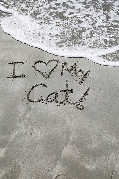 istock I love my cat 517238755