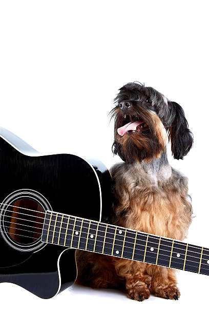 istock Decorative doggie and guitar. 517238833