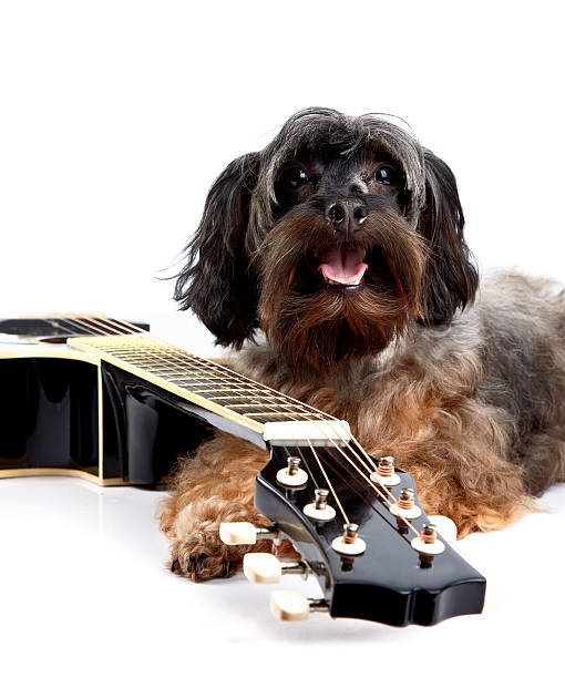 istock Doggie and guitar. 517238837