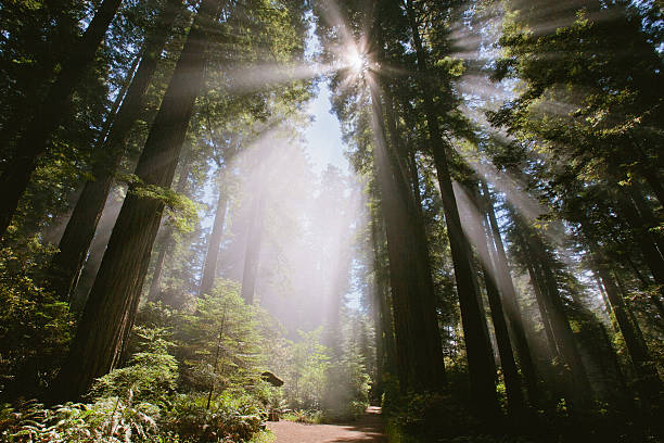A versatile collection of nature photography from Redwood National Park, featuring majestic towering trees and detailed macro close-ups of bark, moss, and lush green foliage. These images capture both the vast grandeur of the ancient redwood forest and the delicate beauty of its smaller details, perfect for themes of wilderness, ecology, and environmental conservation.