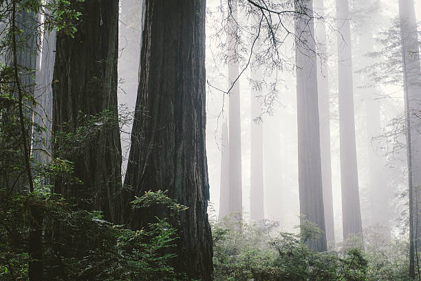 Foggy redwood forest in Northern Coast stock photo