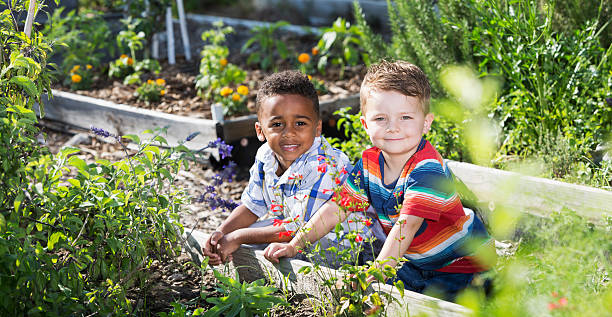 istock Little boys in community garden 517239219