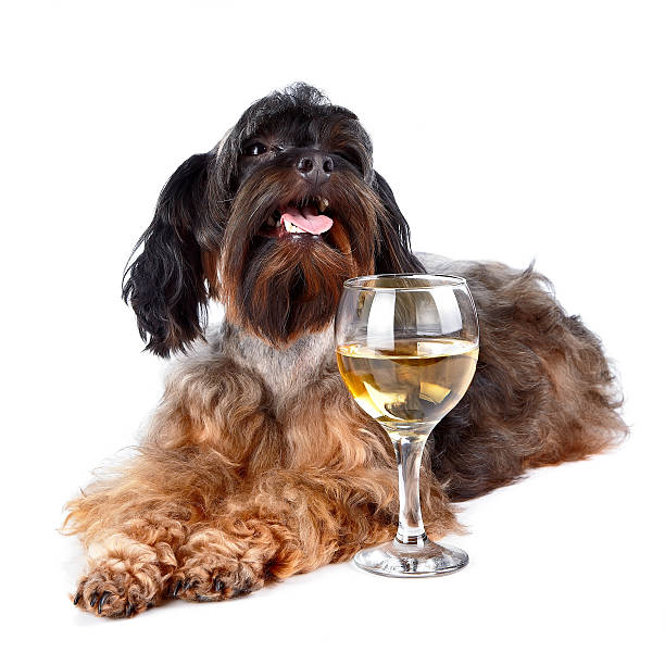 istock Decorative dog with a glass 517239793