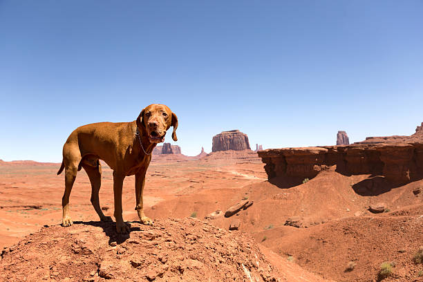 istock dog standing in desert 517240167