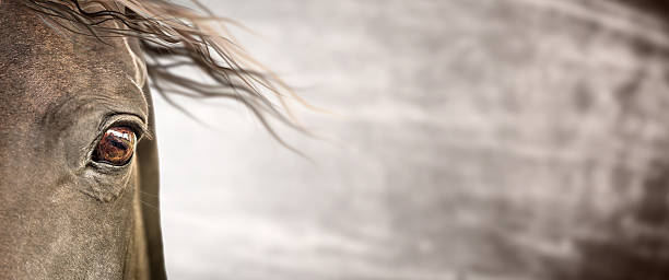 istock Eye of horse , banner 517240409