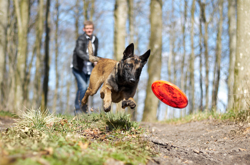 An Alsatian chasing a frisbee thrown by his owner in the forest