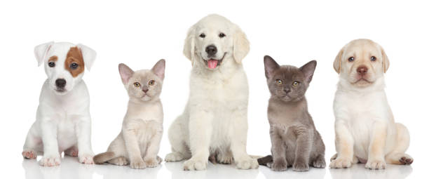 istock Group of kitten and puppies 517241217