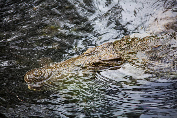 crocodile de la - Photo