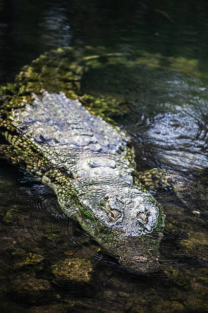 Ritratto di alligatore - foto stock