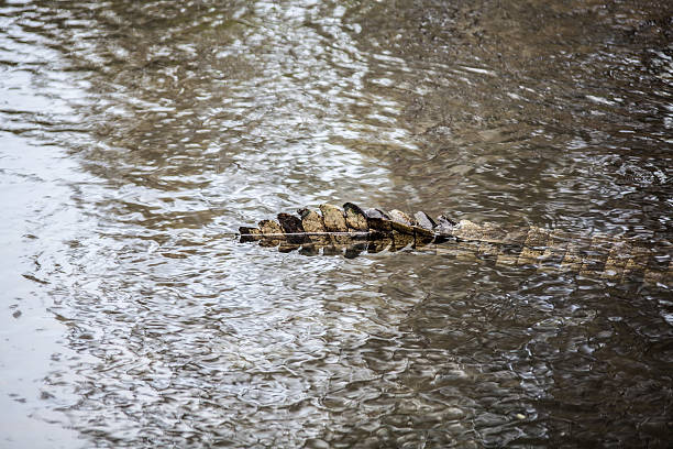 Queue de crocodile - Photo