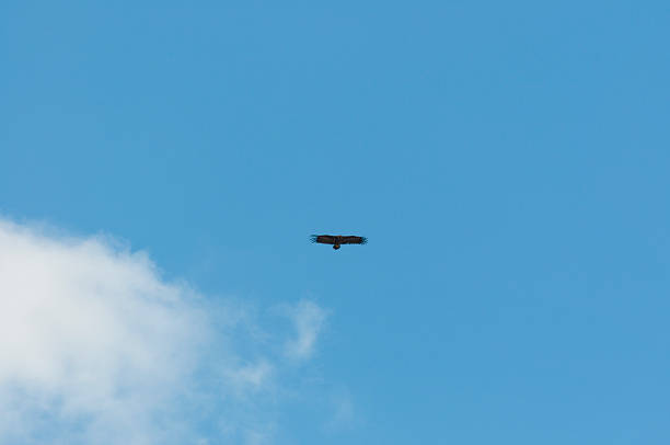 Cinereous Vulture, Aegypius monachus, in flight. It is a large raptorial bird that is distributed through much of Eurasia. Photo taken in Colmenar Viejo, Madrid, Spain