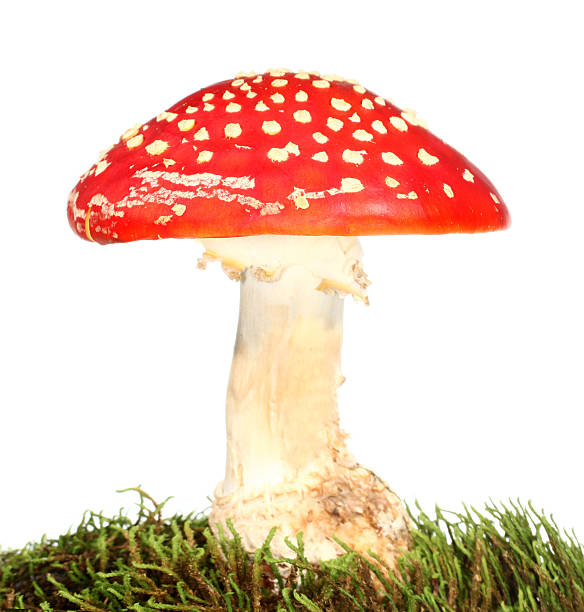 istock Fly Agaric Amanita muscaria mushroom 517248965
