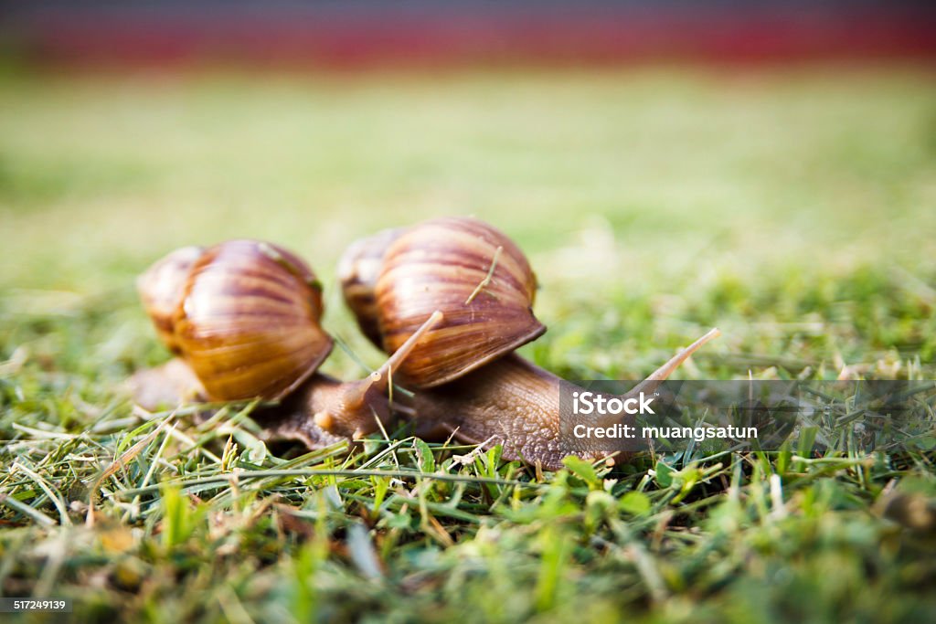 Crawler snail Crawler snail on grass. Animal Stock Photo