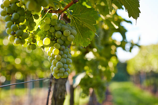 istock Branch of white wine grapes 517249601