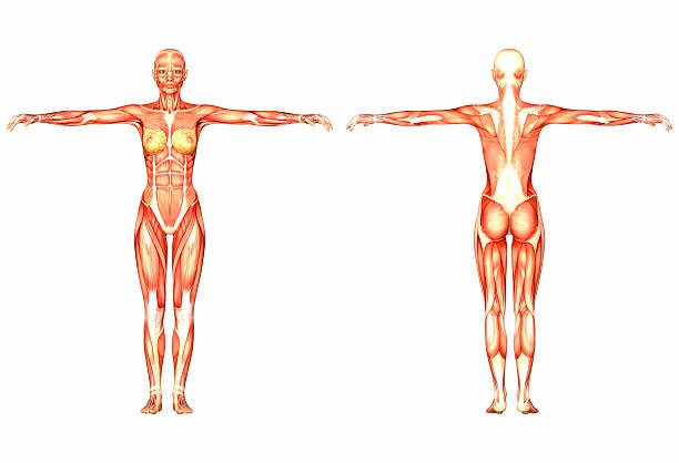 Illustration of the anatomy of the female body stock photo