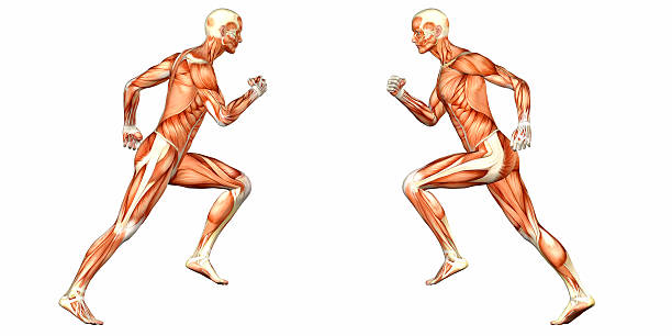 Illustration of the anatomy of the male body running stock photo