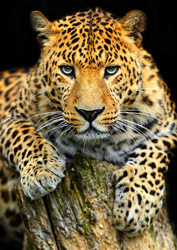 In a serene moment,a low angle view captures the majesty of a leopard peacefully sleeping on a massive tree branch in Serengeti National Park,Tanzania