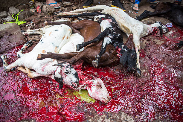 Shaheen Bagh, New Delhi, India- October 6, 2014: Animals being sacrificed by Muslims to mark the festival of Eid Ul-Adha, also known as Eid Ul-Zuha.