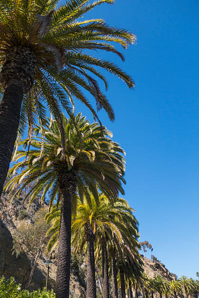 istock Palm Trees on Catalina Island 517251455