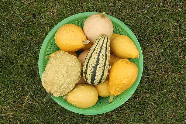 Decorative yellow pumpkins collected from a bush in a light-green basket for onward transportation