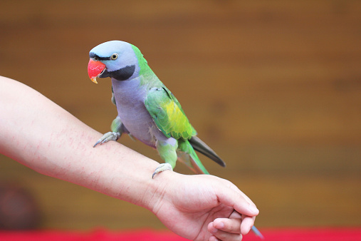 The parrot, the man's hand