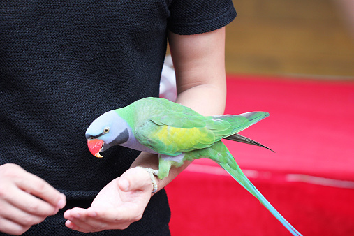 The parrot, the man's hand