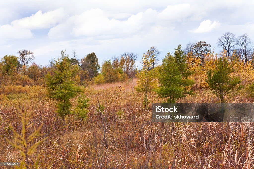 Tamarack Tree Fall Color Tamarack Trees Stock Photo - Download Image Now - Minnesota, Tamarack ...