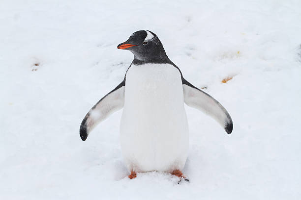istock young pingvivn Gentoo which is worth its wings outspread 517252587