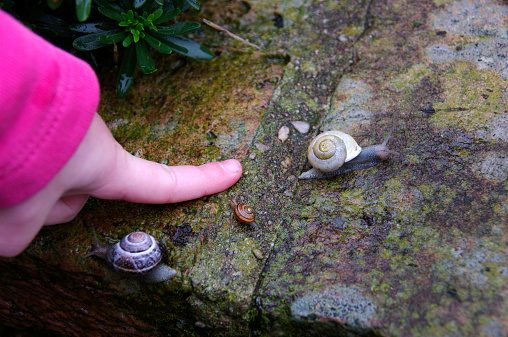 Visible is a snail with a spiral shell on the hand of a girl