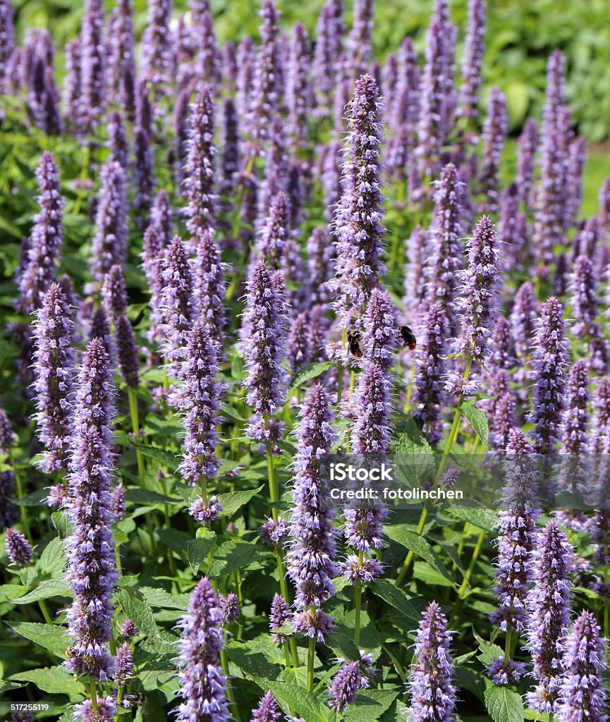 rugosa Agastache Blüten - Lizenzfrei Anis Stock-Foto