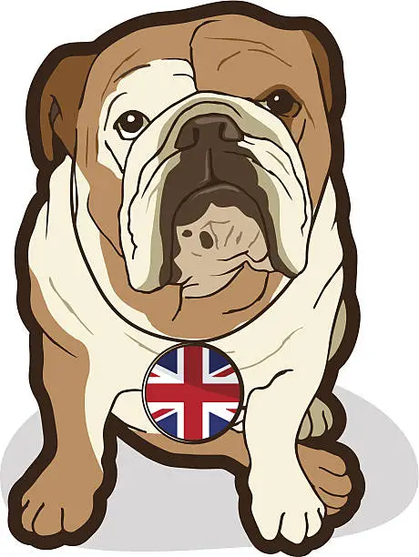 Vector illustration of English Bulldog