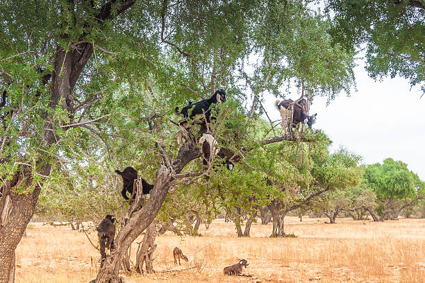 istock Morrocan goats in the field 517262631